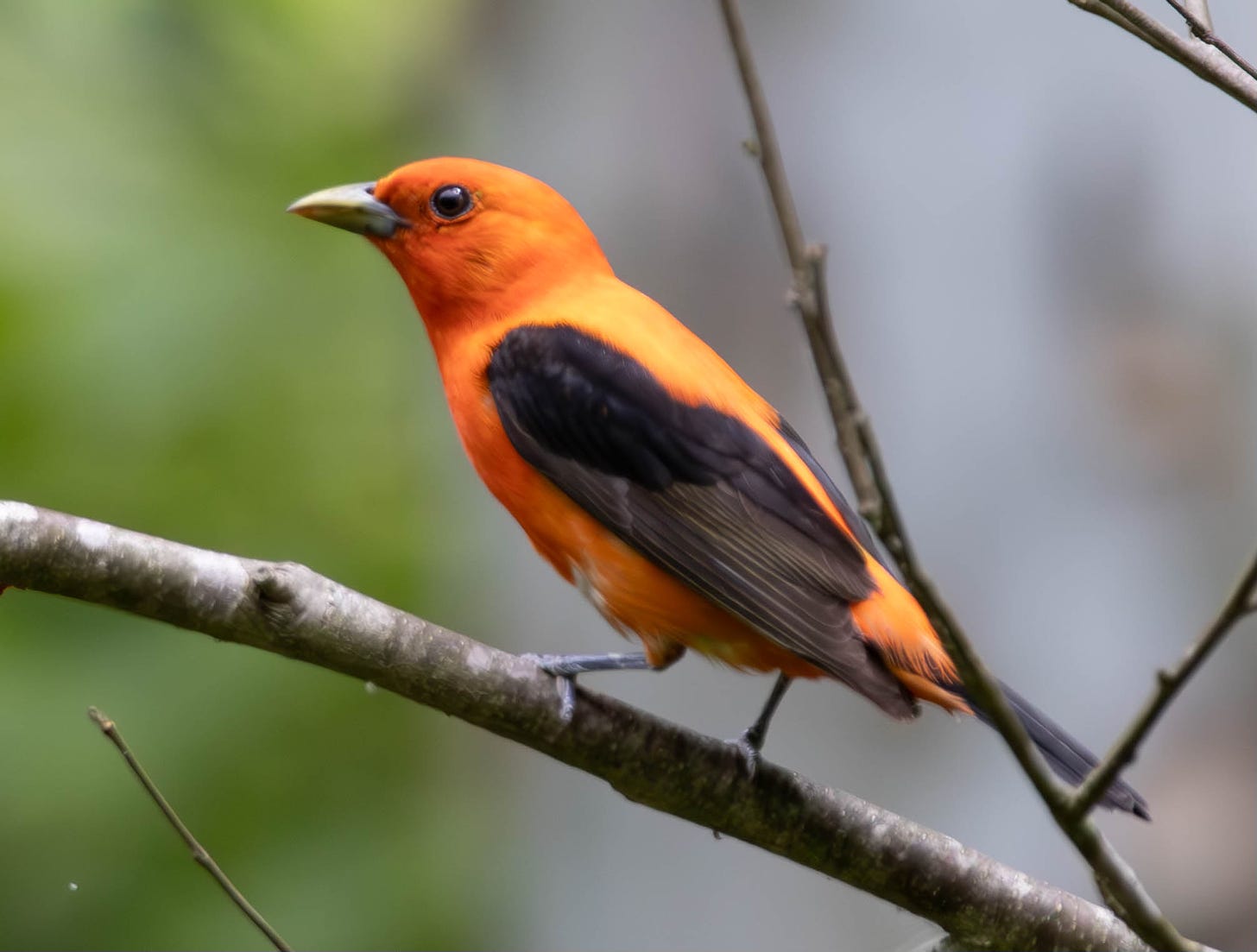 an orangish red bird with black wings (scarlet tanager) perches on a branch