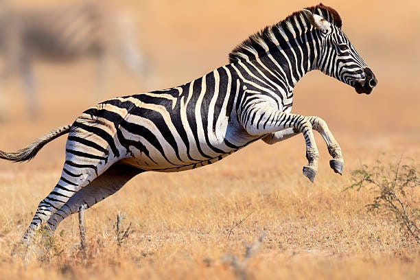 115,300+ Zebra Animal Stock Photos, Pictures & Royalty-Free Images - iStock  | Elephant, Turtle, Peacock