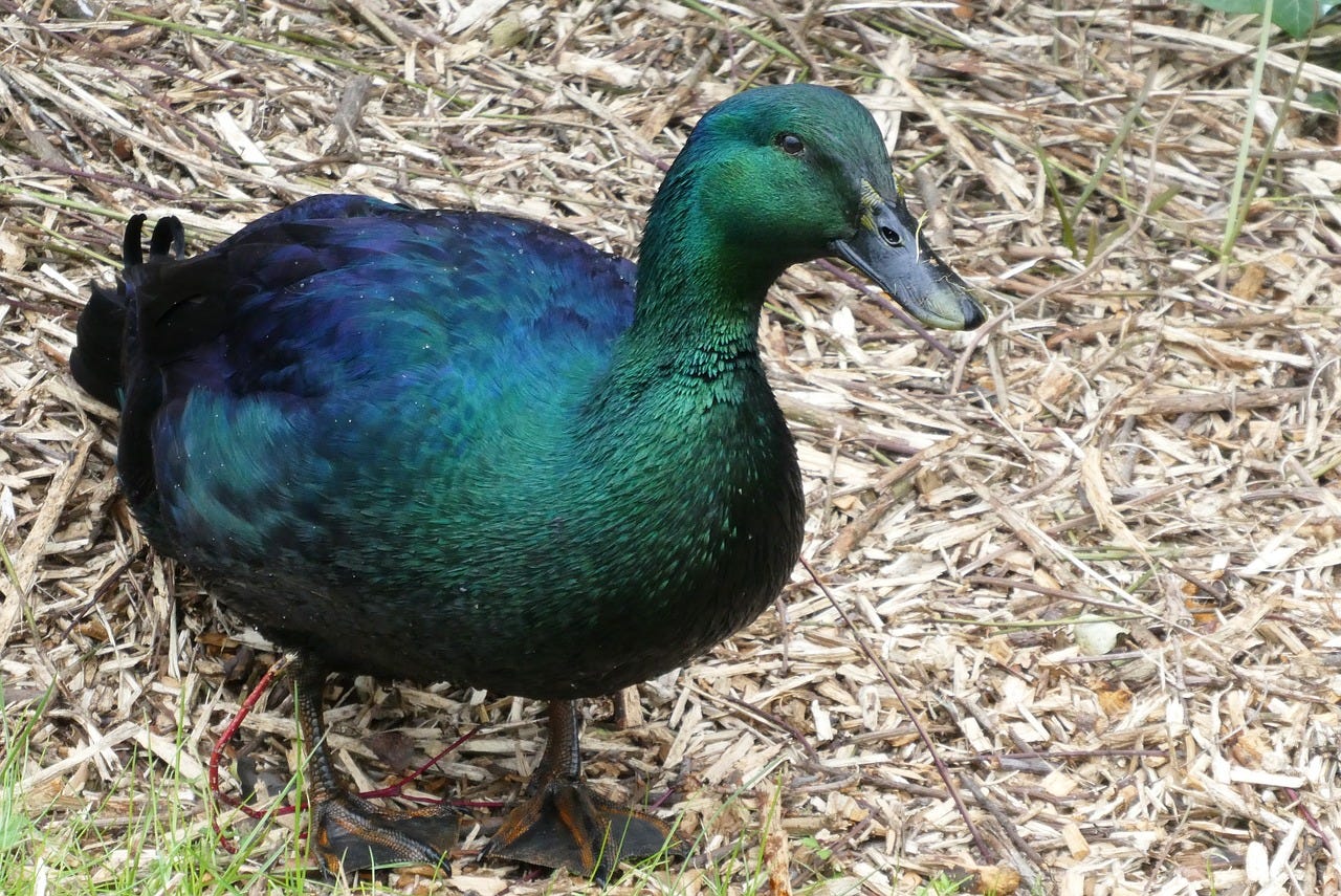 Male Cayuga duck standing on woodchips