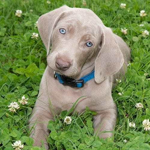Weimaraner - PDSA