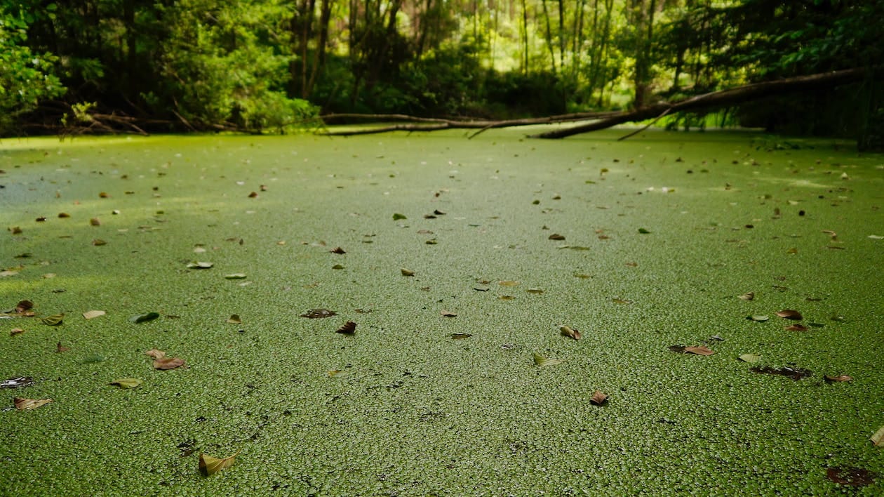 Free River Surface Covered in Duckweed Stock Photo