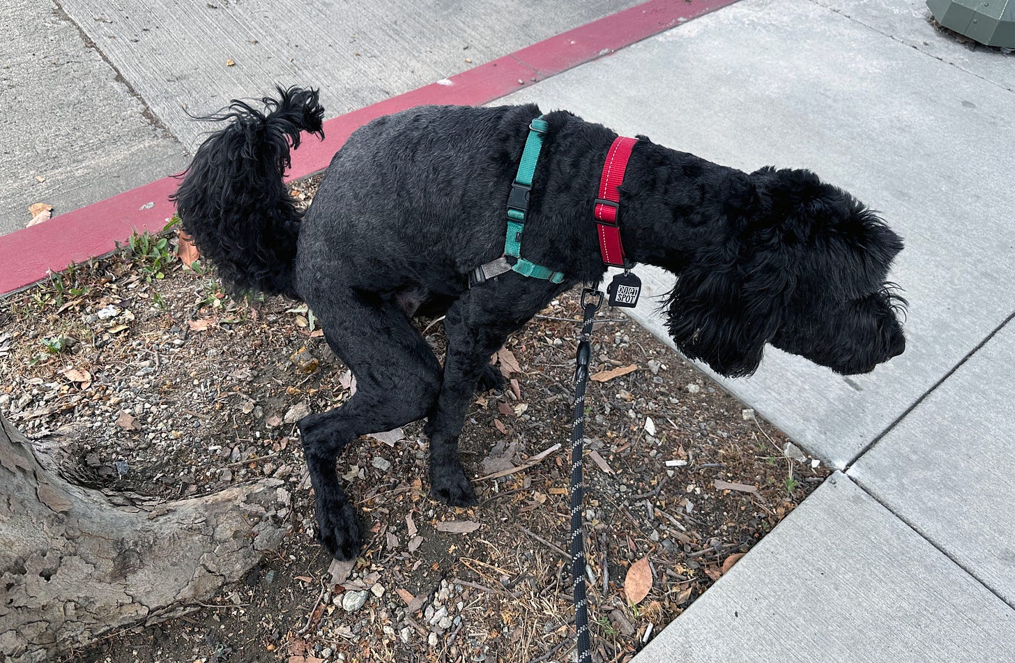 A dog on a leash pooping