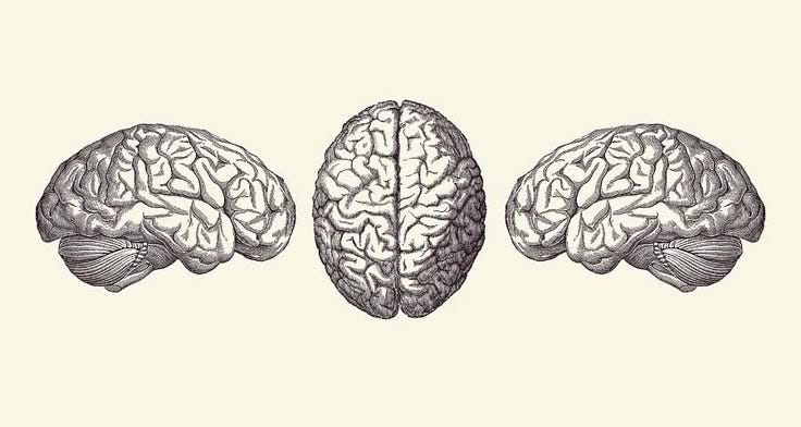 This may contain: three different types of brain sections in blue ink on white paper, each with an individual's left and right hemisphere