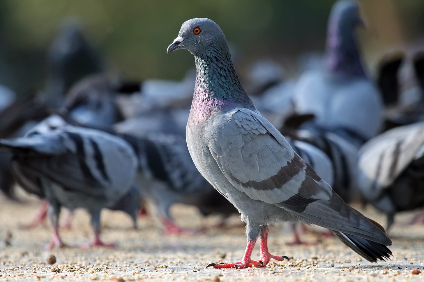 Rock dove - Wikipedia