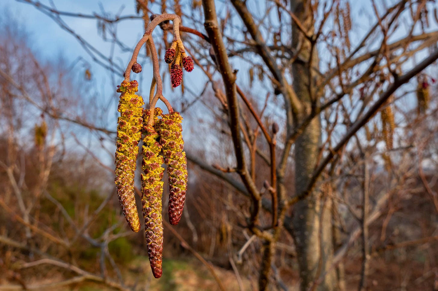 Young, planted alder with long, open male catkins and above them little reddish female flowers © Felicity Martin Young, planted alder with long, open male catkins and above them little reddish female flowers © Felicity Martin