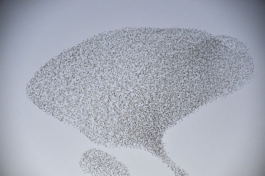 A flock of starlings flies in a tight cloud, forming a rounded shape in the sky.