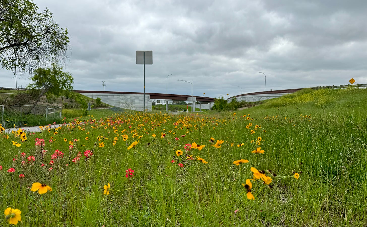 Castilleja and Coreopsis in bloom between the on- and off-ramps 
