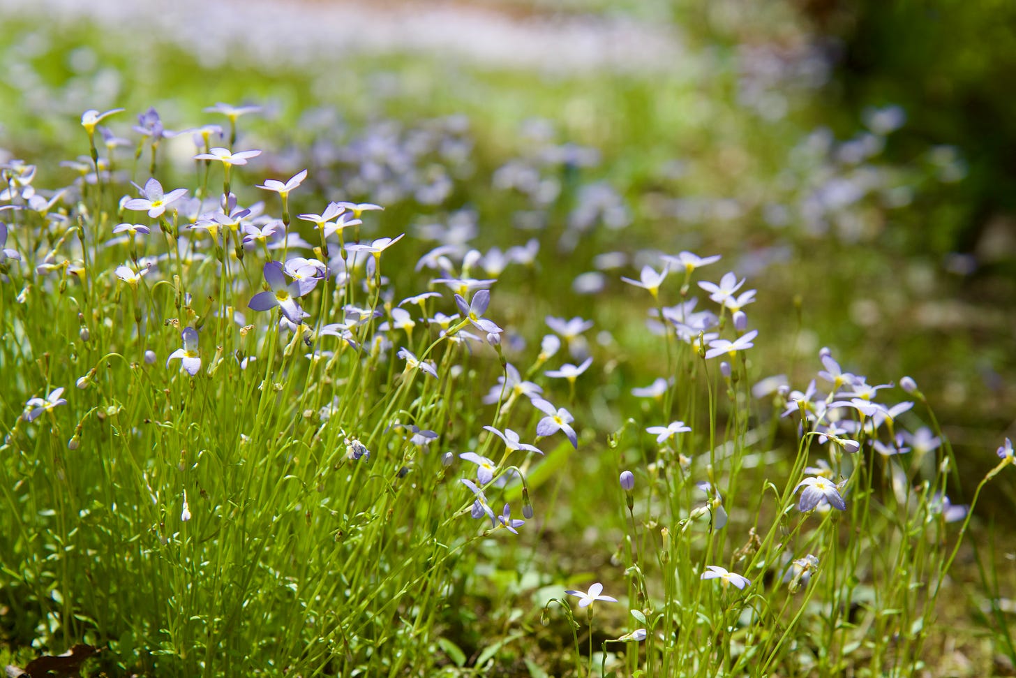 Bluets (Houstonia caerulea) are also called “Quaking Ladies” for the way they shiver in the May breeze. 