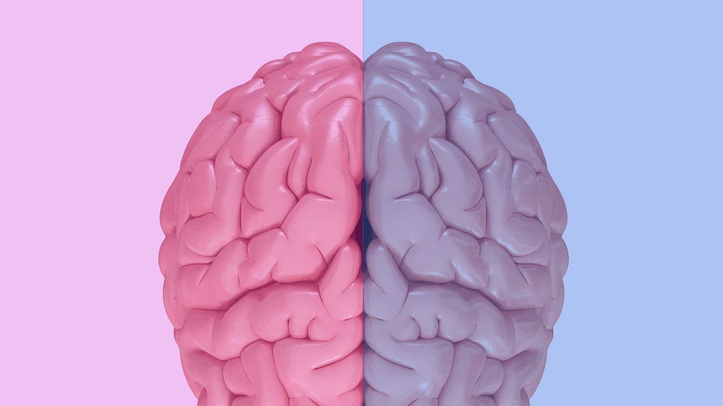The Myth of the Male and Female Brain: Five Questions for Gina Rippon