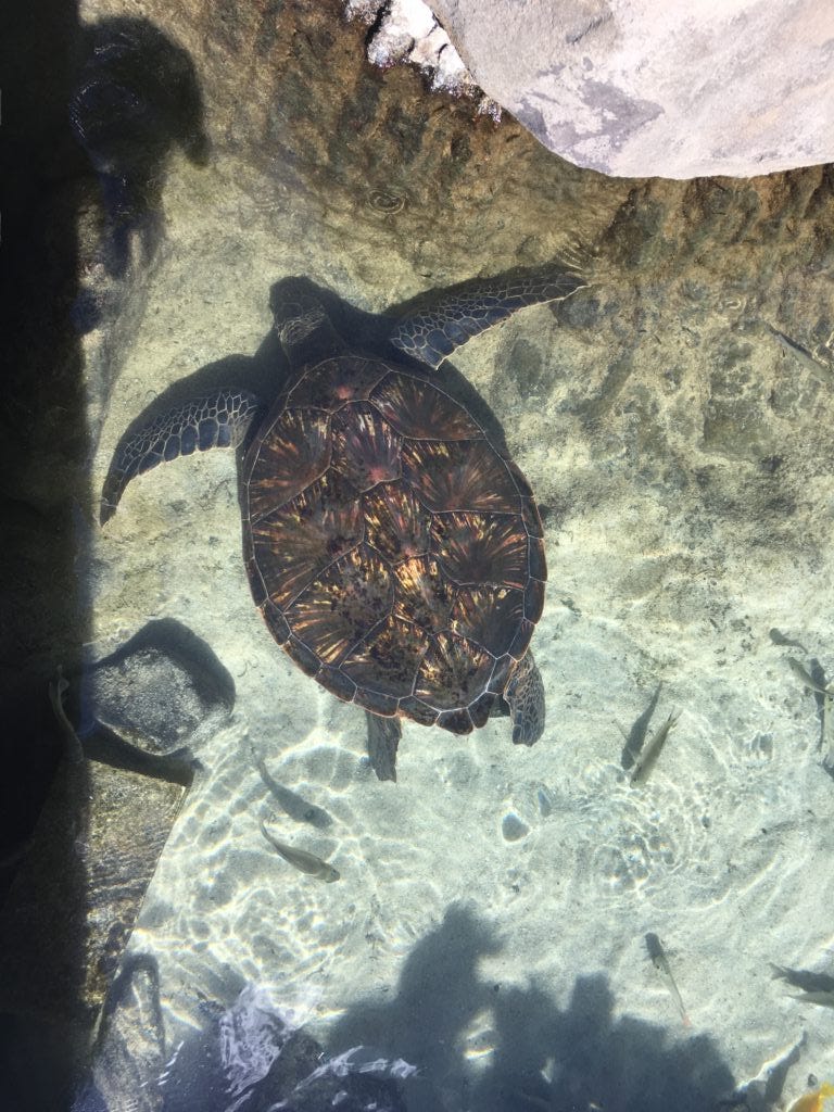 Giant Sea Turtle Hawaii