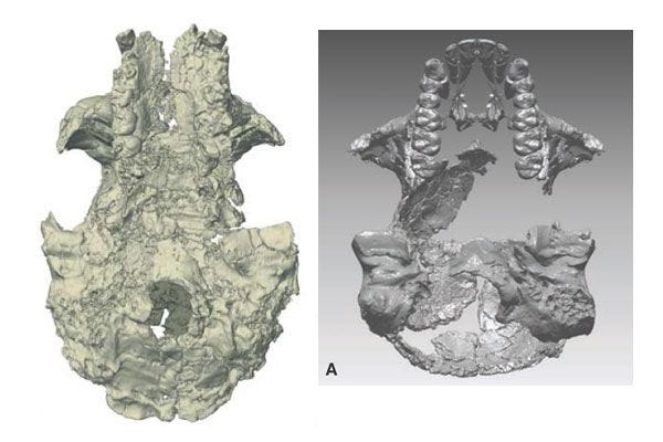 Sahelanthropus (left) compared to Ardipithecus (right), cranial base