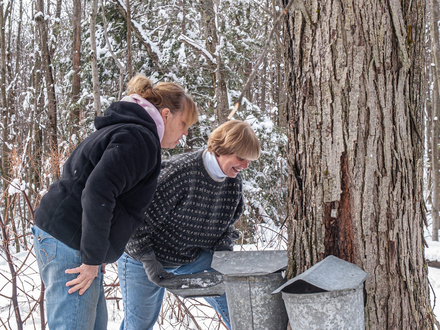 Women checking on sap buckets