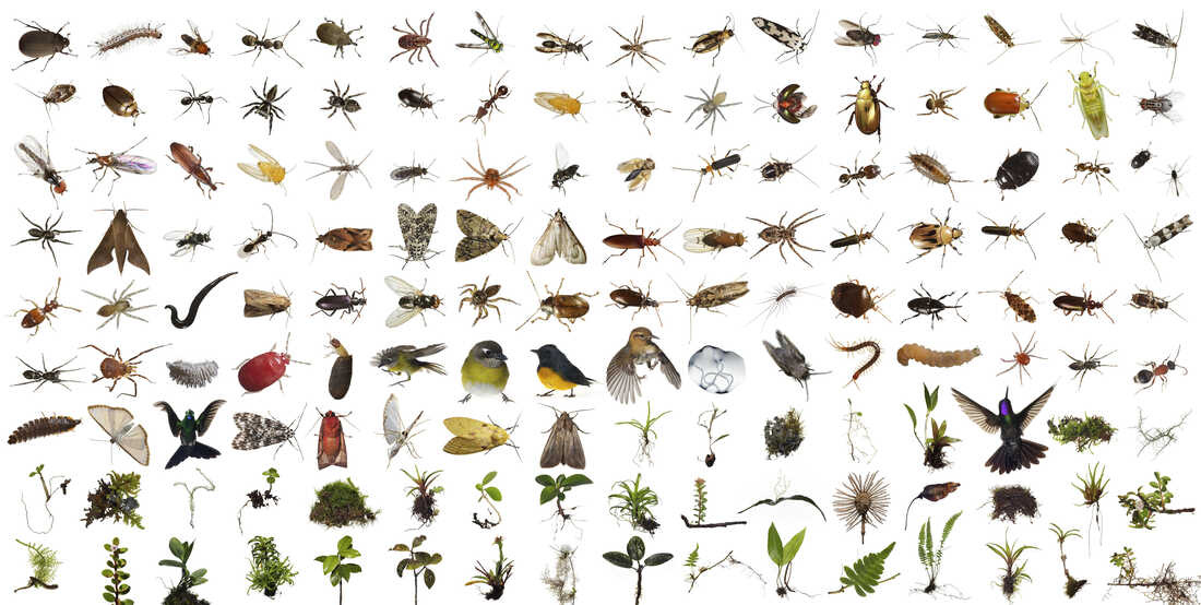 Part of the contents of One Cubic Foot, more than 150 different kinds of plants and animals were found in the Monteverde cube over 100 feet up in the canopy of a Strangler Fig Tree, Location: Monteverde Cloud Forest Biological Reserve, Costa Rica. Part of the contents of One Cubic Foot, more than 150 different kinds of plants and animals were found in the Monteverde cube over 100 feet up in the canopy of a Strangler Fig Tree, Location: Monteverde Cloud Forest Biological Reserve, Costa Rica.