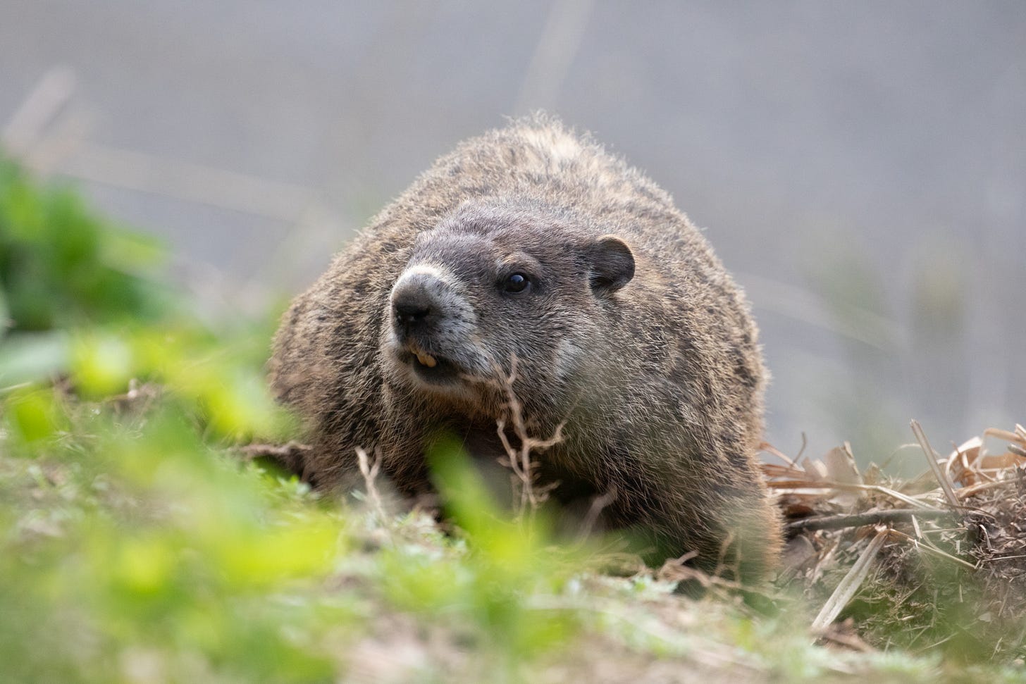 a rotund rodent facing the viewer and looking slightly left, standing on the groud