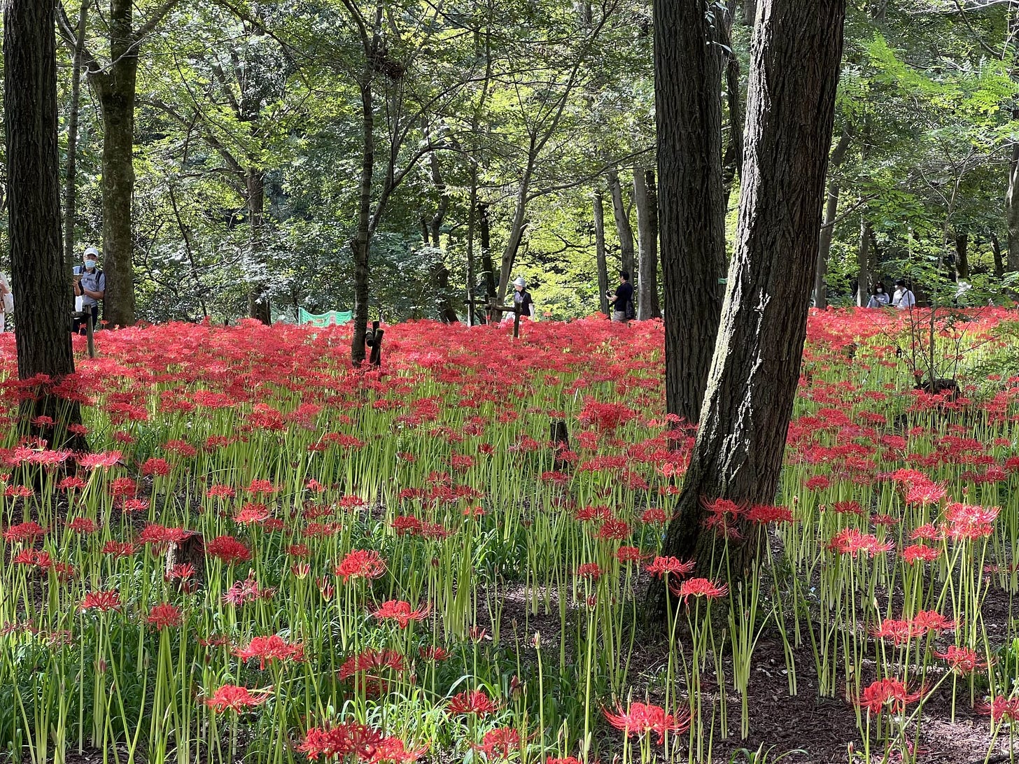 Kinchakuda Higanbana Fields