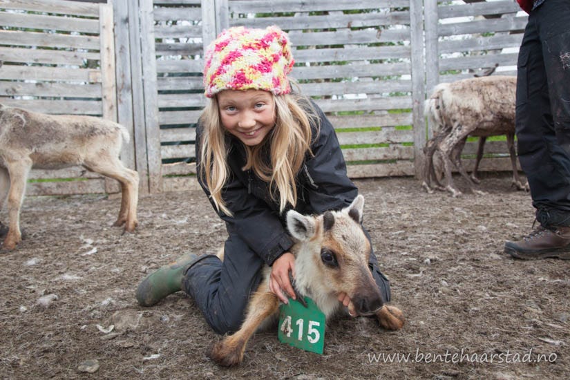 Marking the reindeer calves – Bente Haarstad Photography