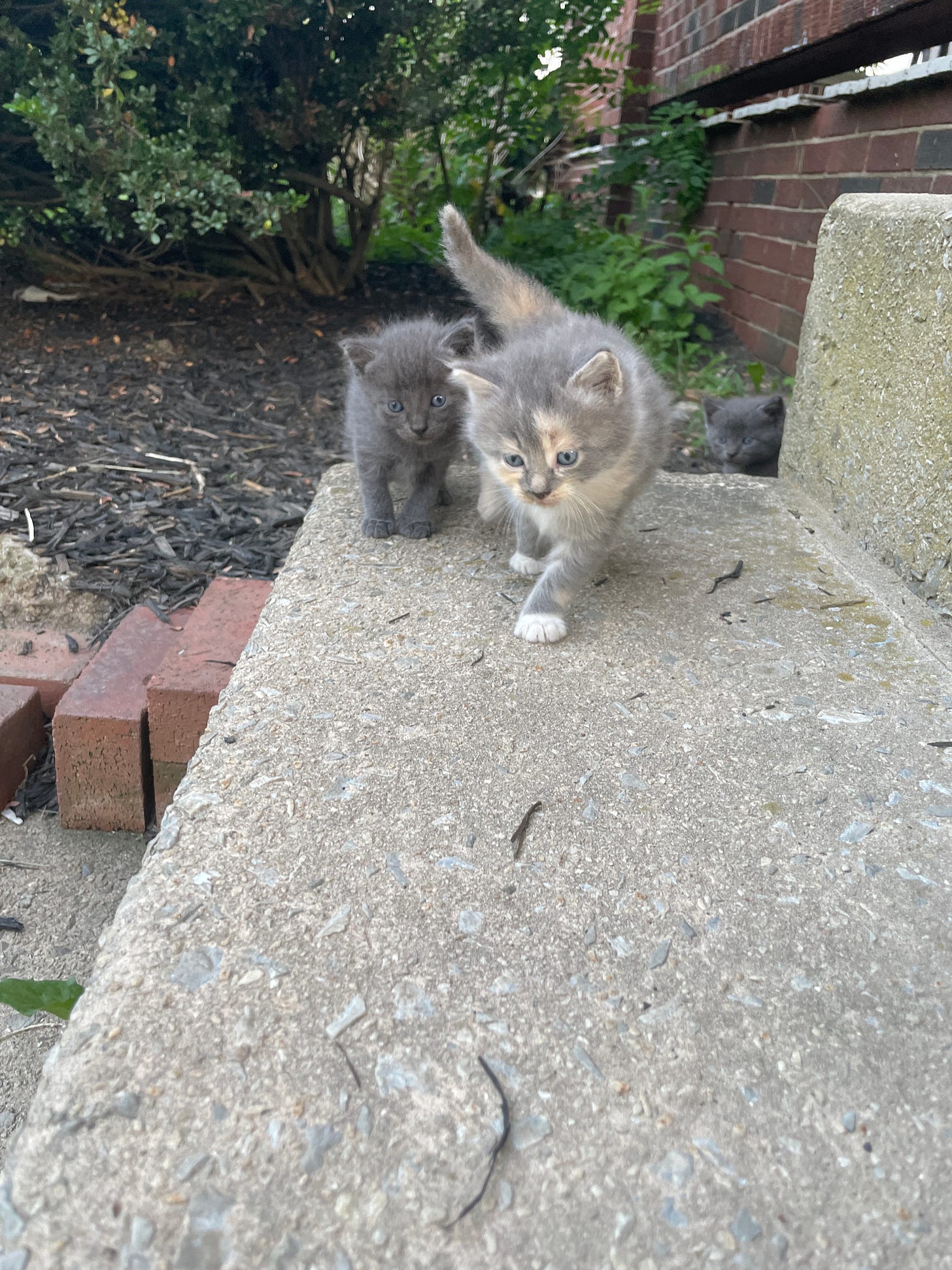 Two tiny kittens walking toward the camera.