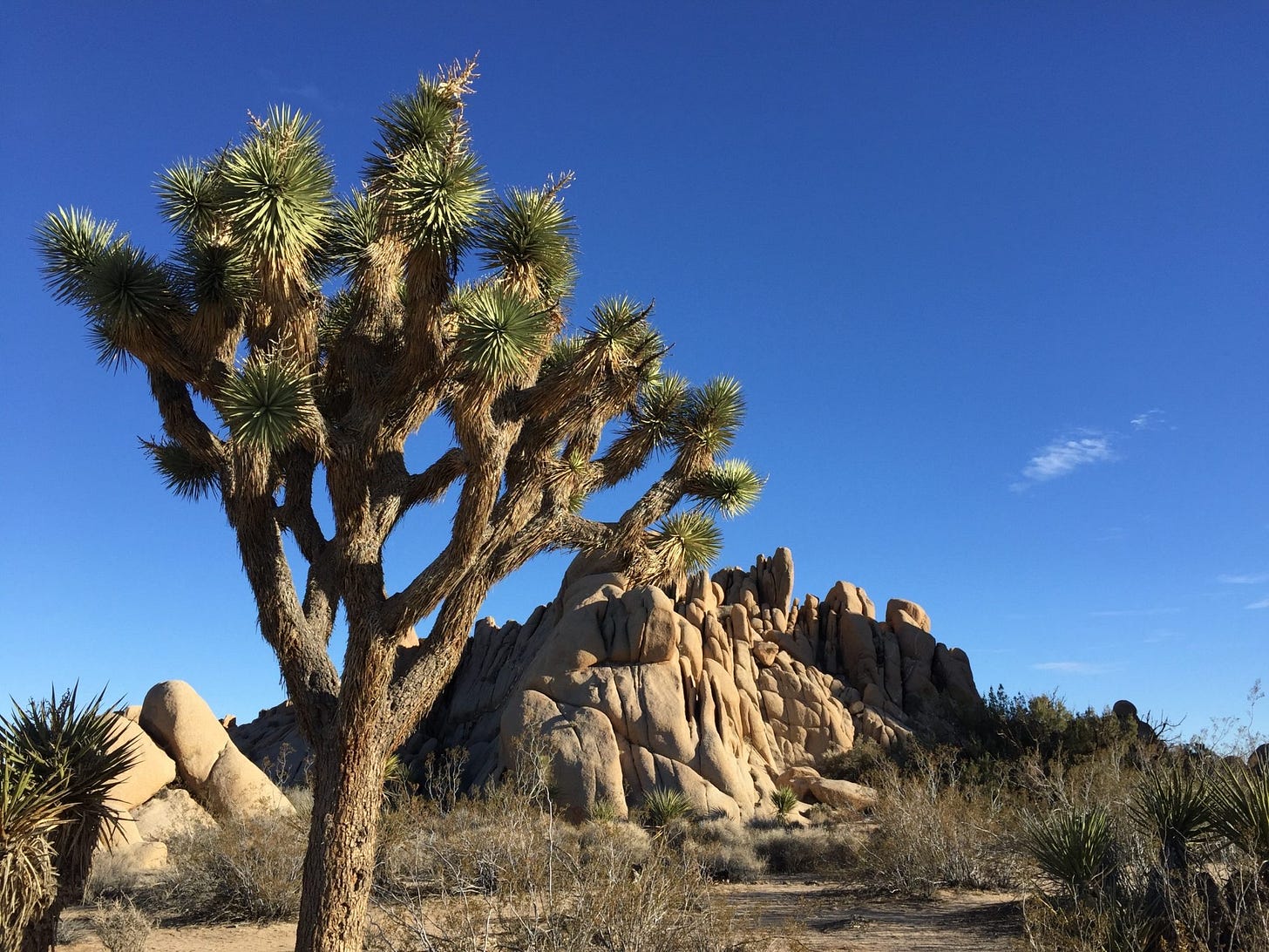 Joshua Tree National Park