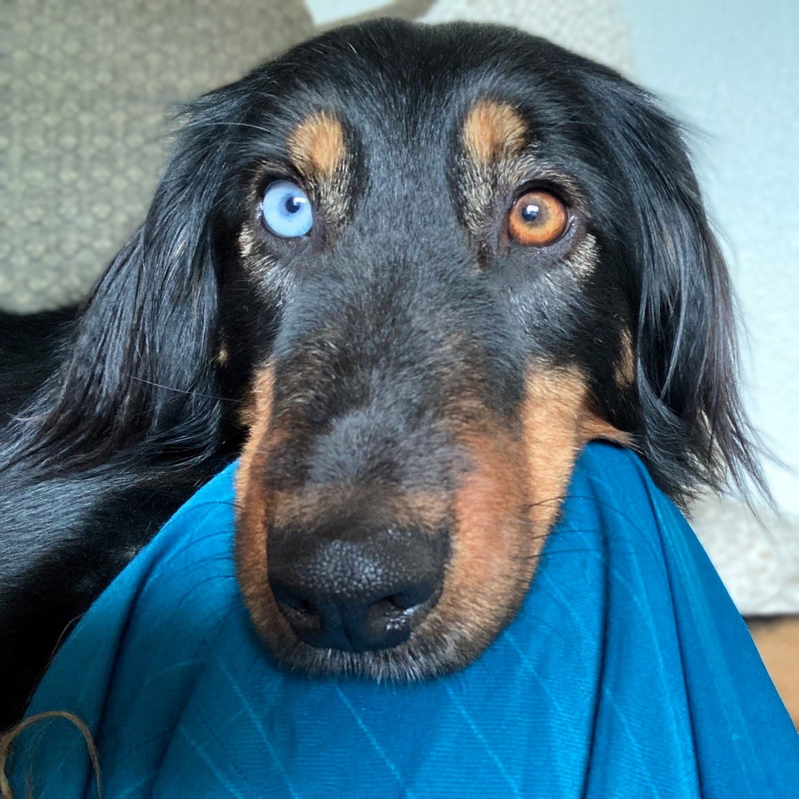 Black and brown dog with one blue and one brown eye staring intensely at the camera