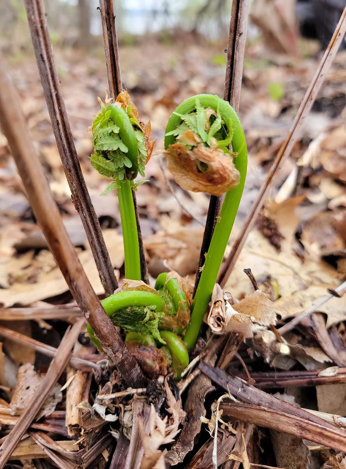 Fiddleheads unfurling. 
