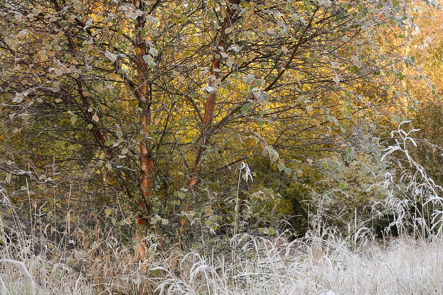 Frost whitens the grasses and edges the leaves of a young birch tree against a backdrop of yellow autumn colour