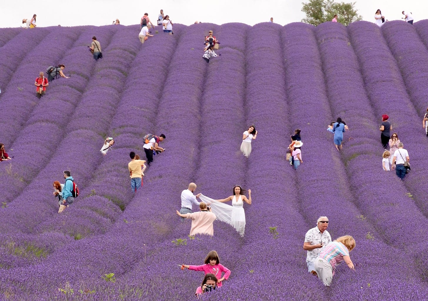 Crowds in the lavender fields in Hitchin, Chilterns