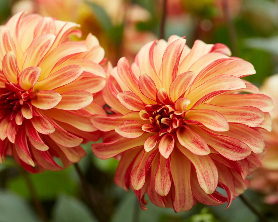 Dahlia 'Irish Pinwheel'