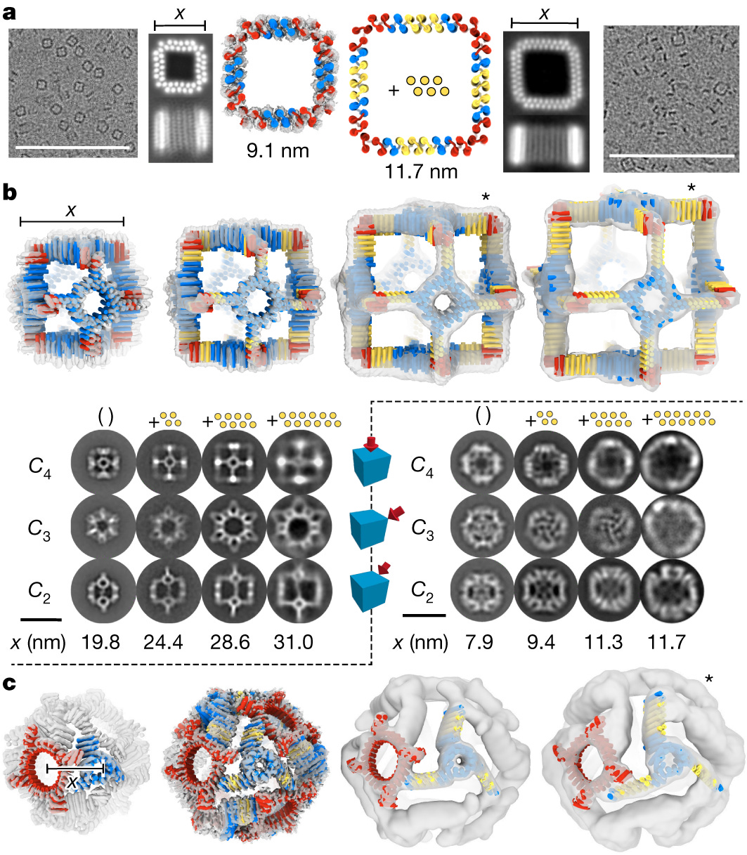 Blueprinting extendable nanomaterials with standardized protein blocks |  Nature