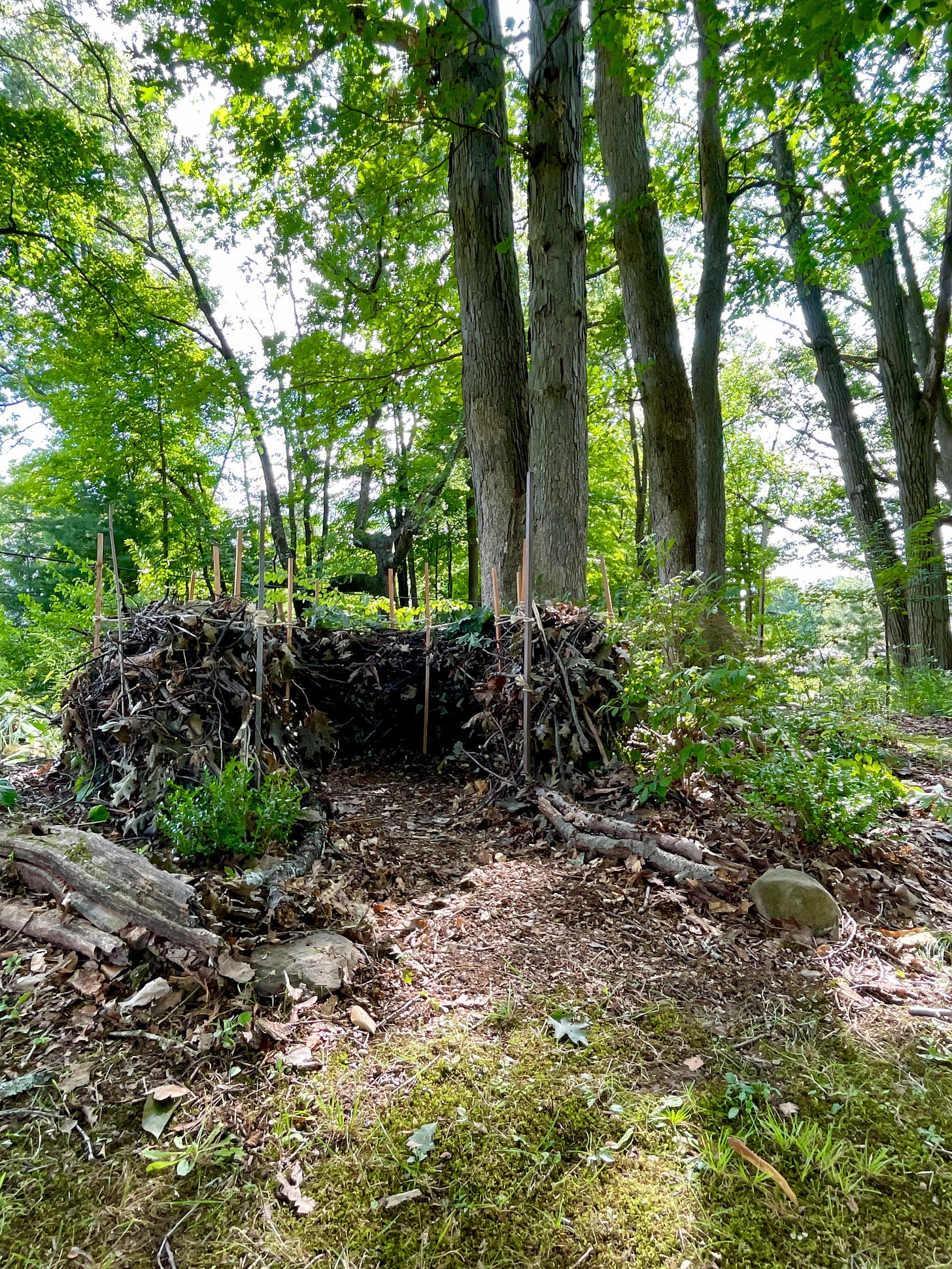 The dead hedge nest under our Oak trees