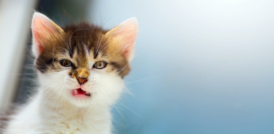 Pee-yew! Why Does Kitty's Breath Stink? | Vet Organics