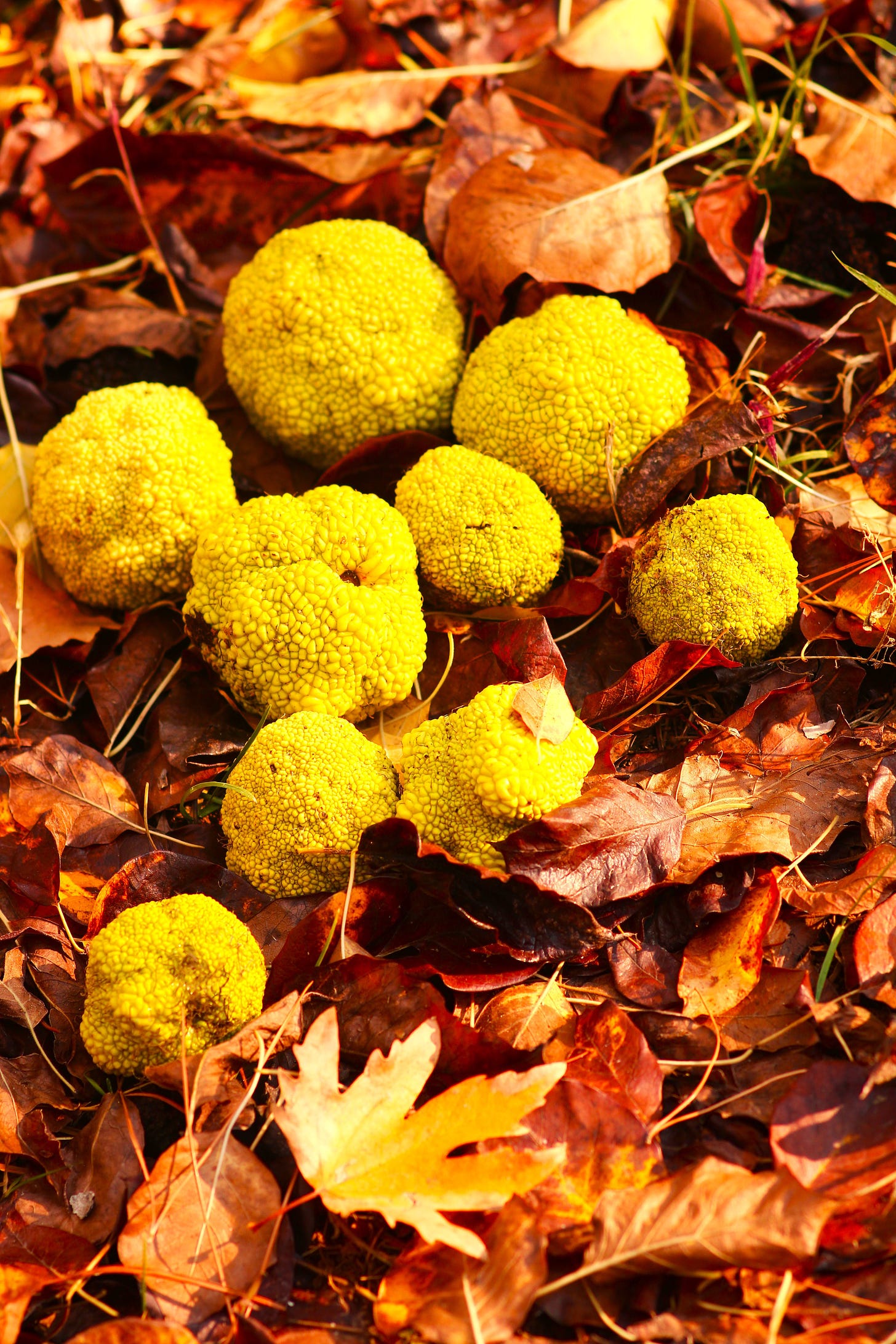 Fall fruit among fallen leaves -osage oranges