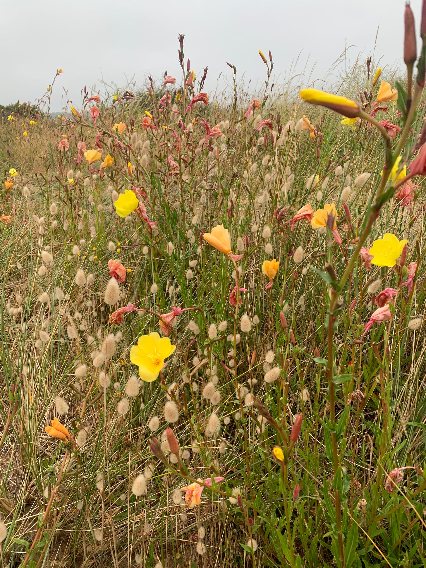 A meadow of yellow and pink flowers with various fuzzy grasses