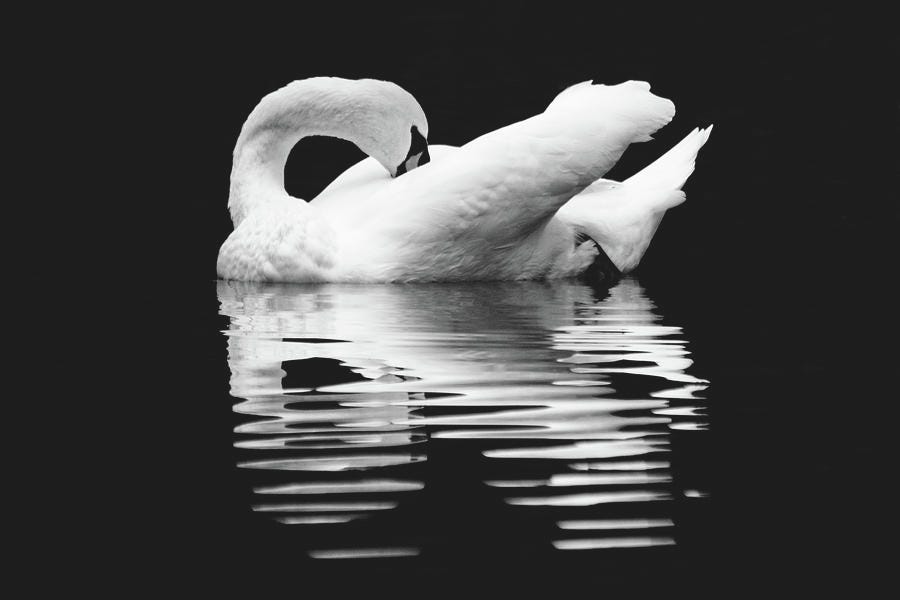 Preening Mute Swan Black and White Photograph by Mary Ann Artz - Pixels