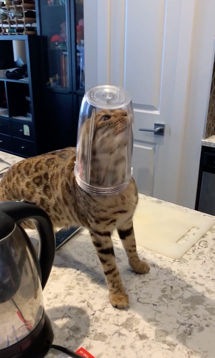 A cat pretending to be an astronaut