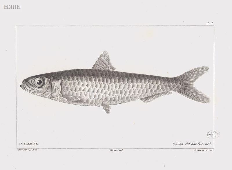 A delicately colored lithograph of a single googly-eyed sardine