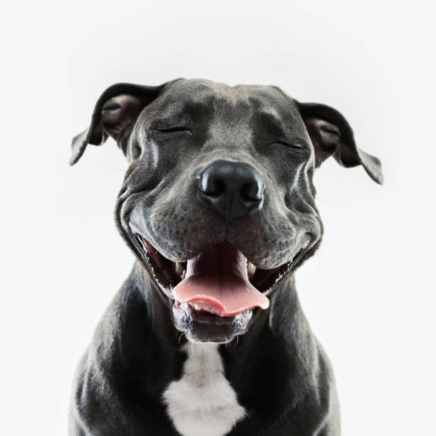 pitbull dog portrait with human expression - funny dogs stock pictures, royalty-free photos & images