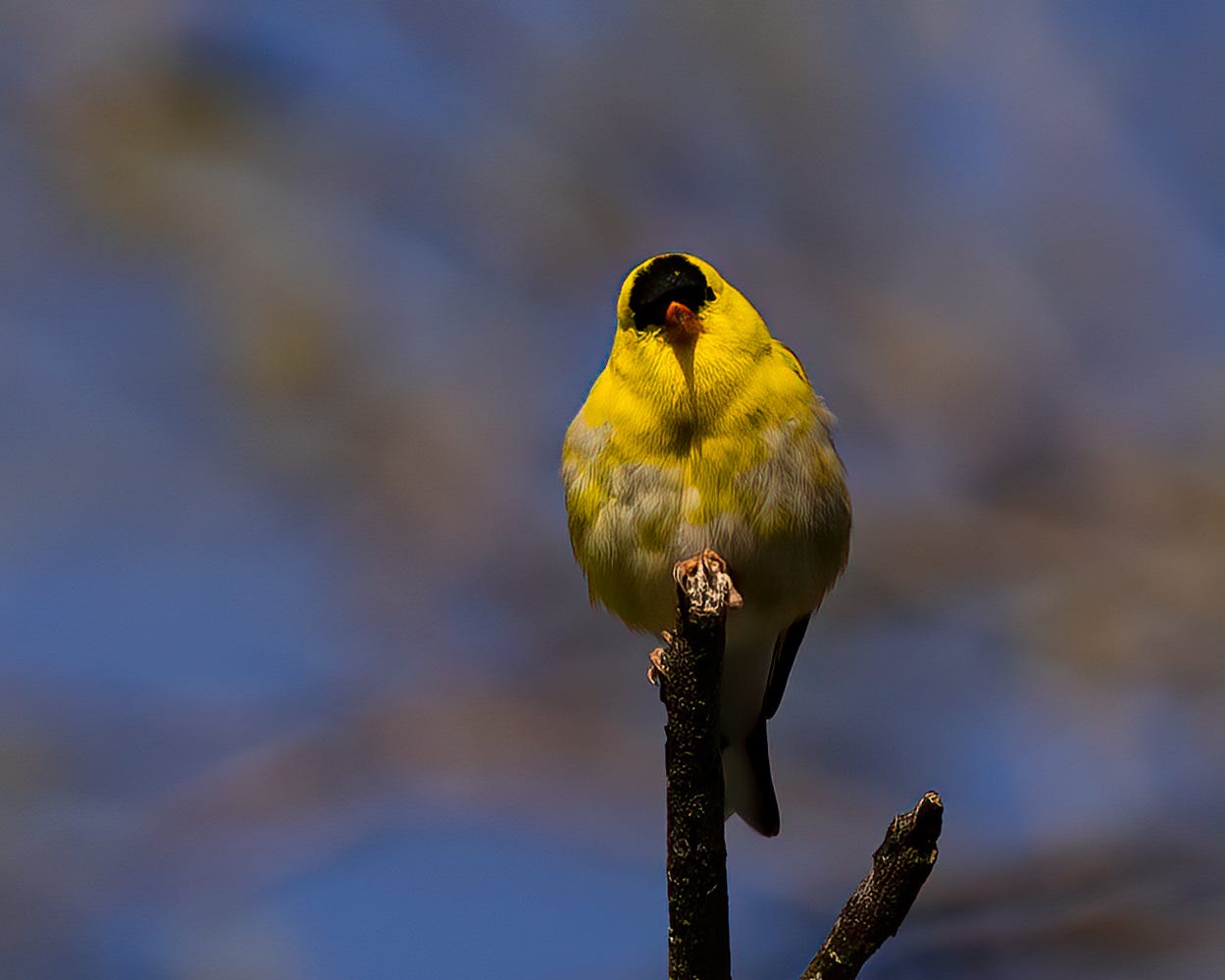 A male goldfinch stares straight into the camera. He is less yellow than the other males.