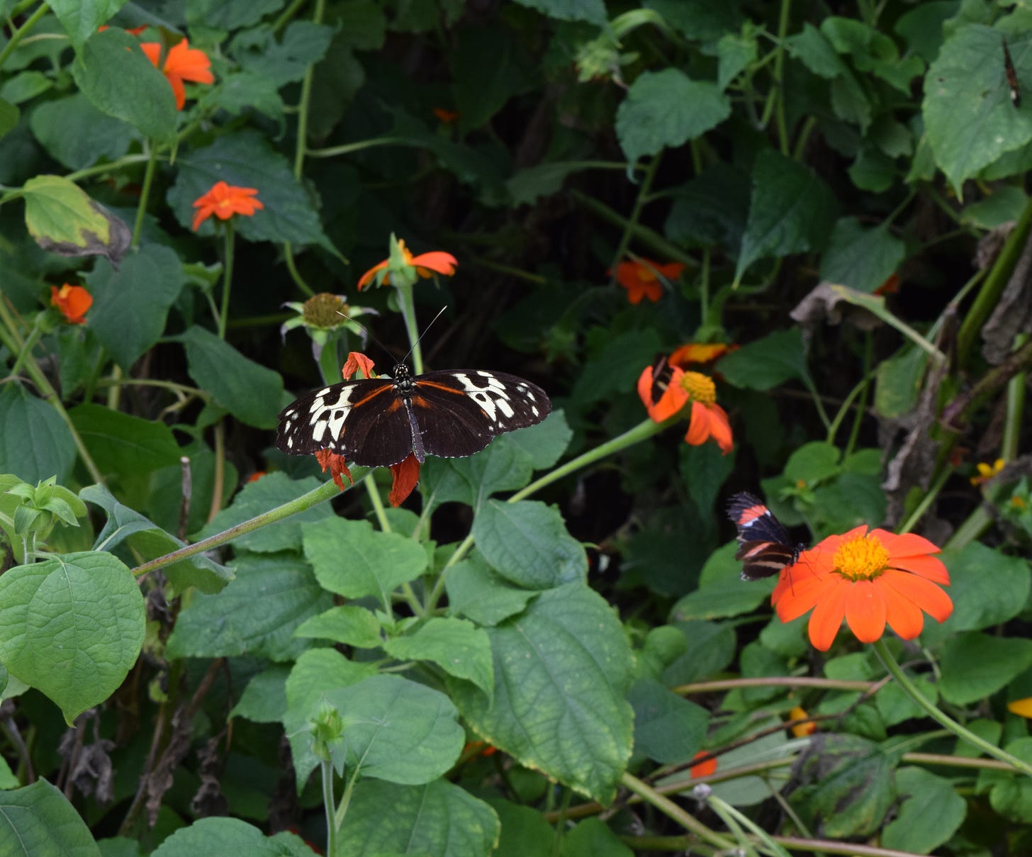 A butterfly with their wings spread fully out sits on a plant with green leaves and orange flowers. 