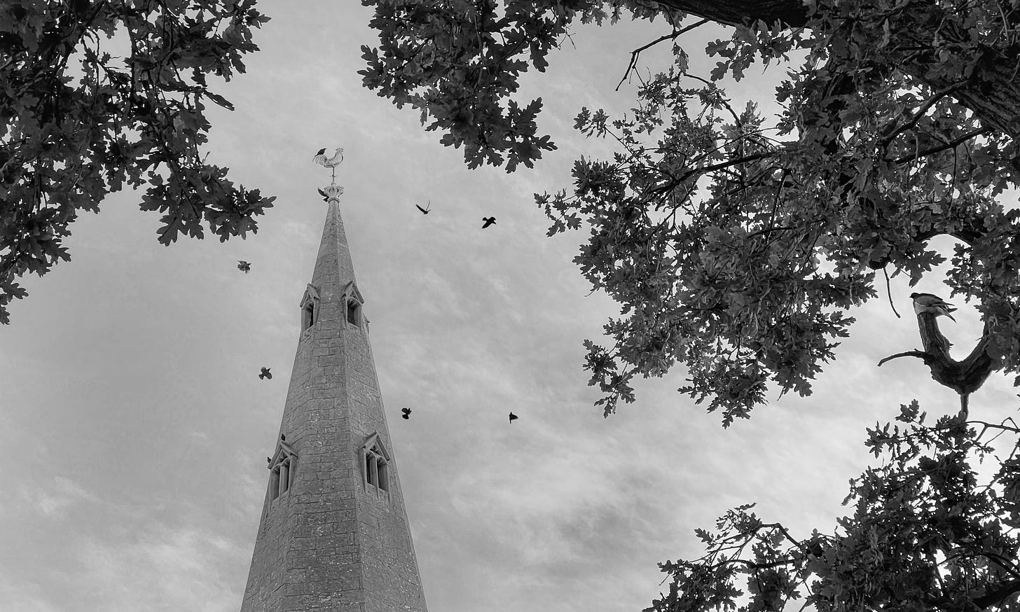 A photograph taken through the boughs of an oak tree show ten crows around a steeple being watched from the tree by a wood pigeon