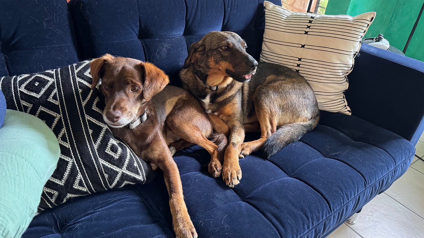 Our dogs Loo and Tigre sitting on the couch.