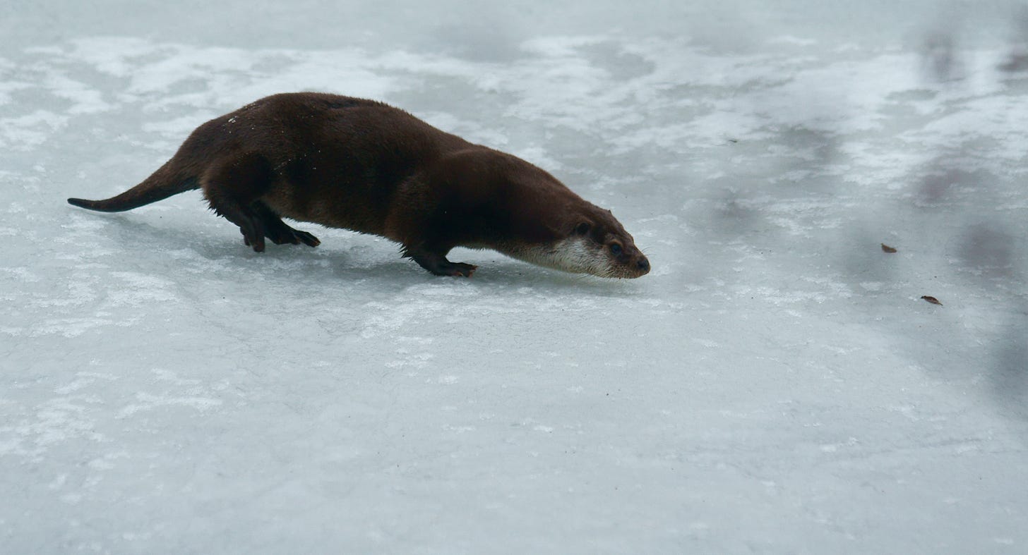 At the British Wildlife Centre, Newchapel, Surrey, 'Oscar' the otter charges across the ice.