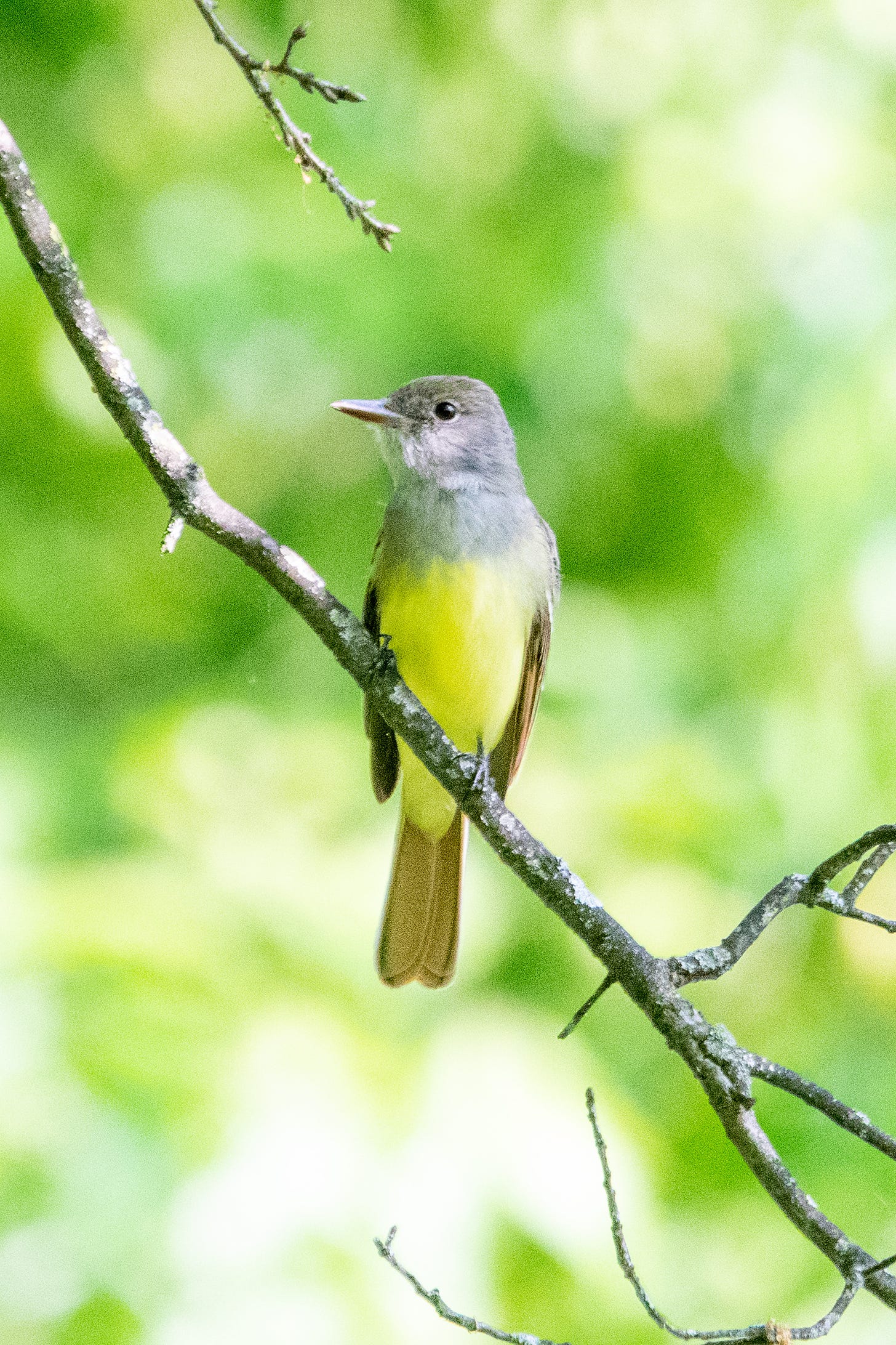 A great crested flycatcher is perched on a bare branch, vertical, alert