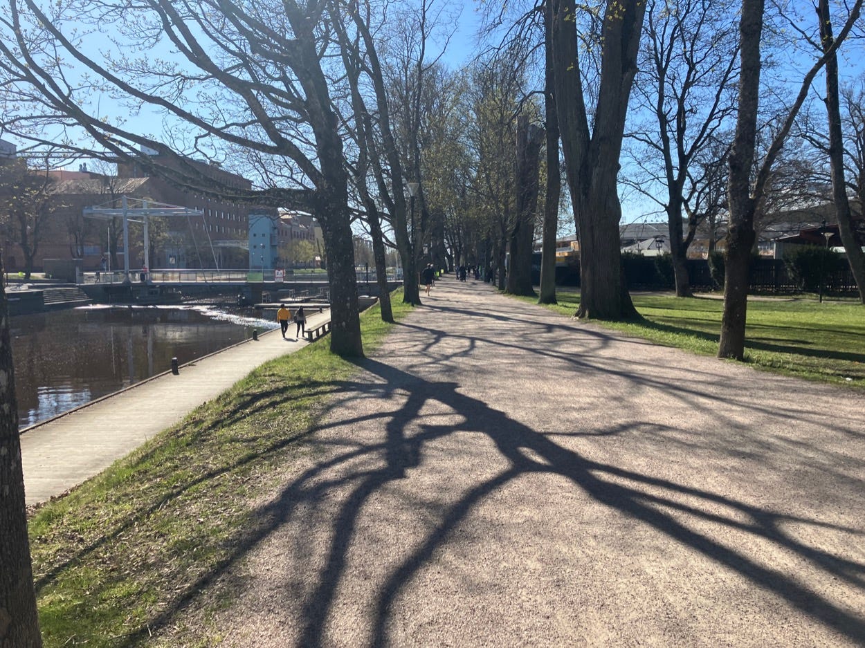 A wide gravelled path with tall trees on either side
