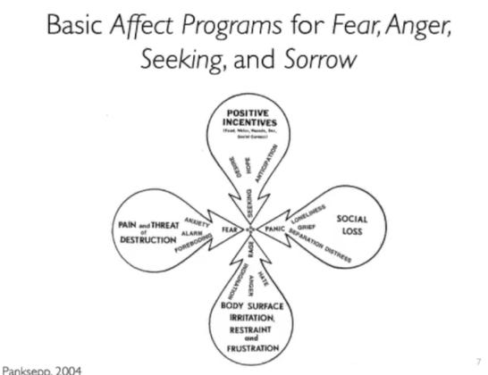 Basic Affect Programs for Fear, Anger, 
Seeking, and Sorrow 