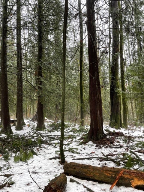 winter forest landscape 