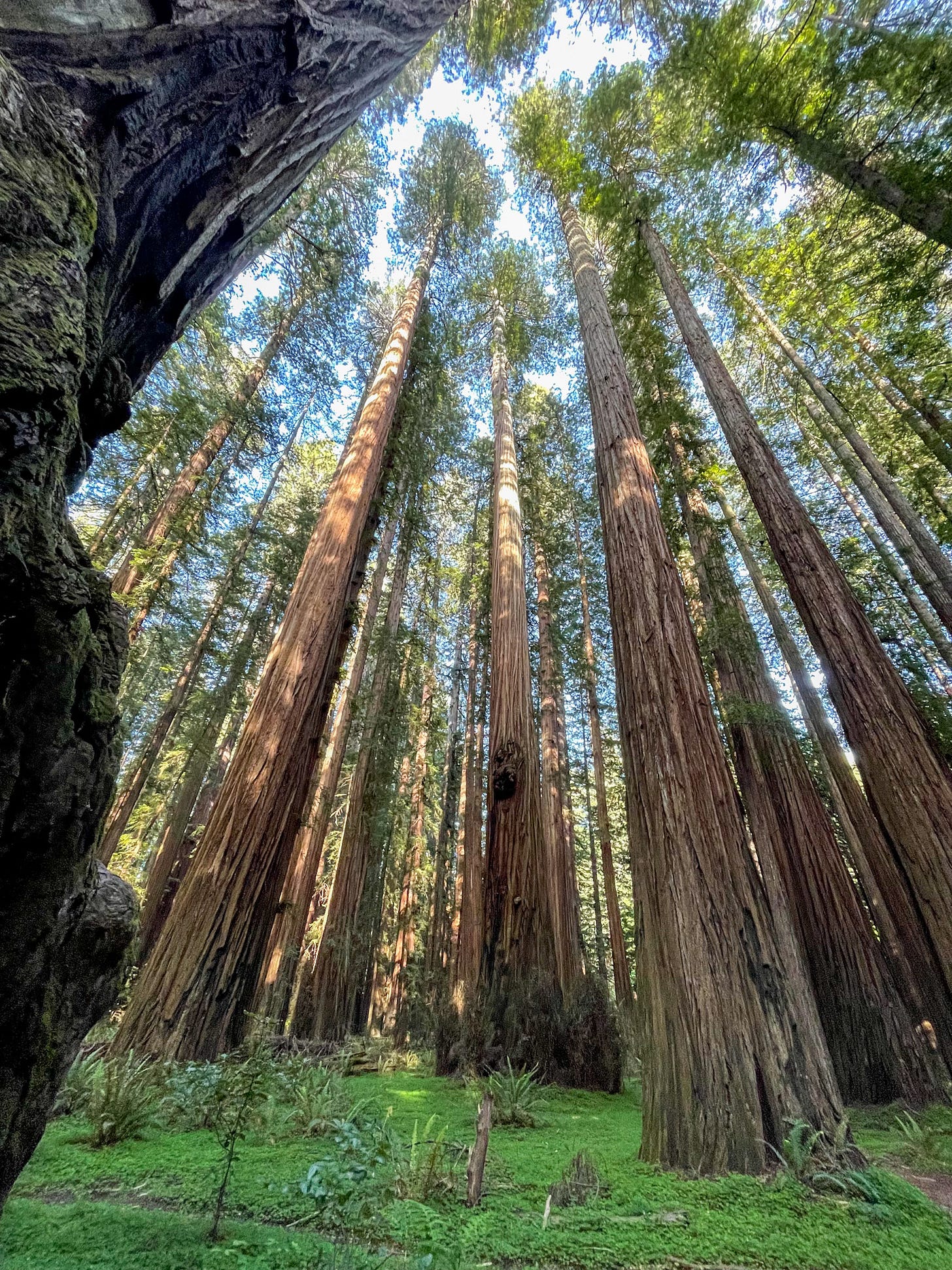 Walking among giants in Humboldt State Park