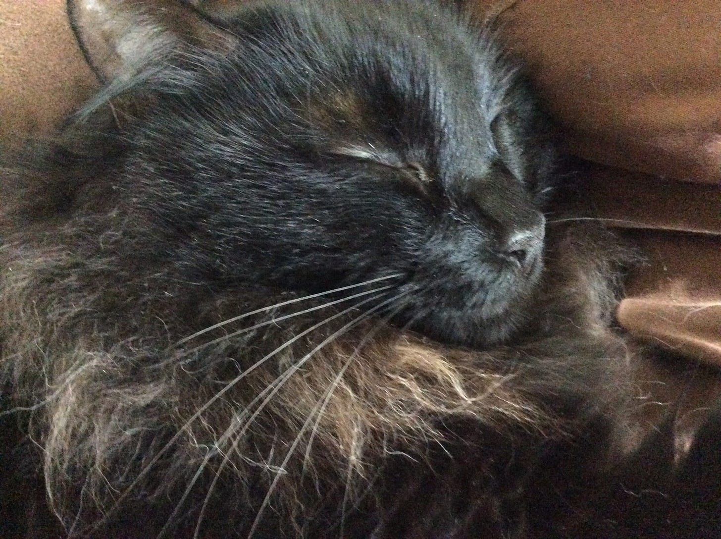 Close up of a black cat's face sleeping on a bed