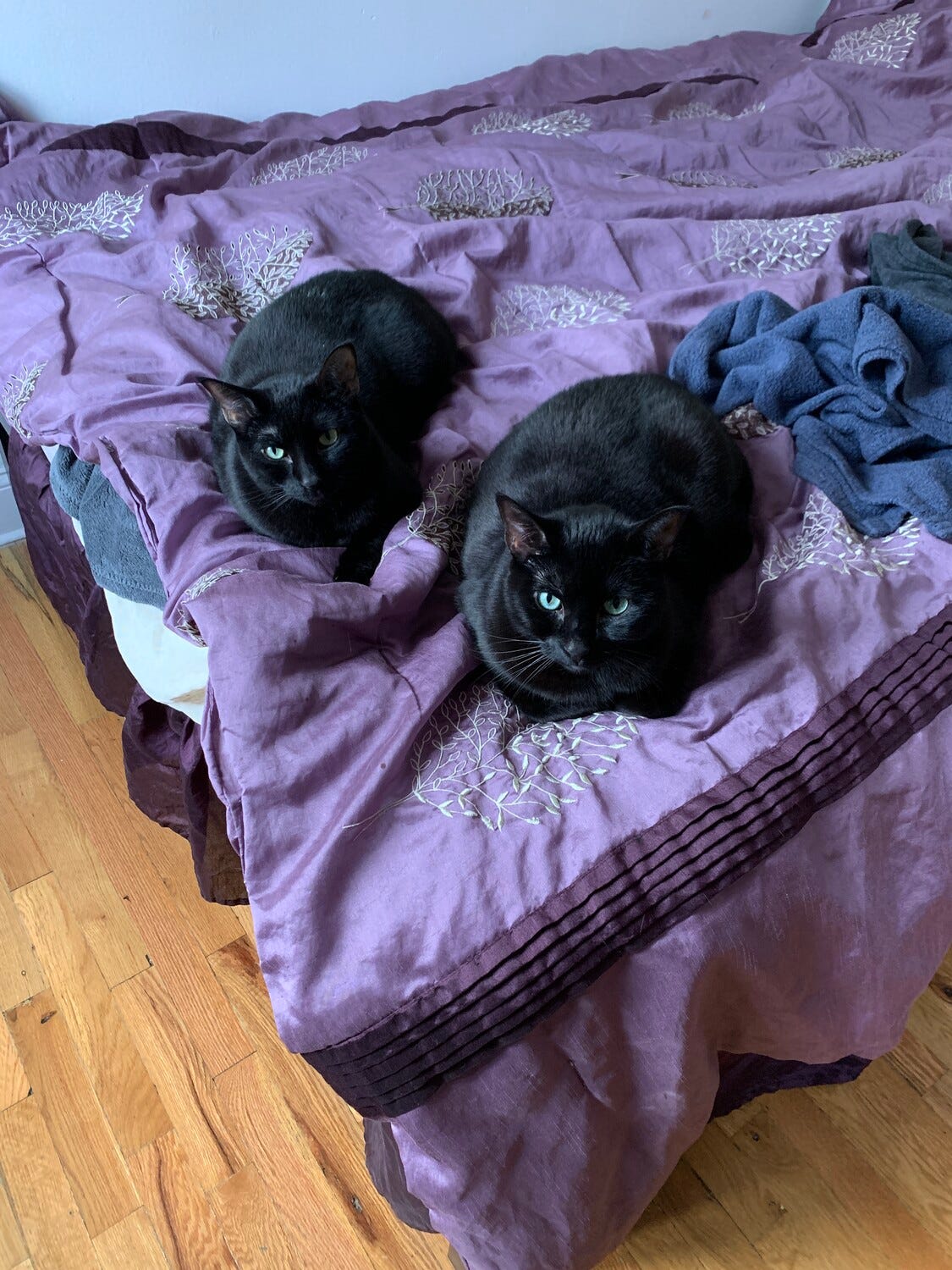Two black cats, curled up on a purple coverlet