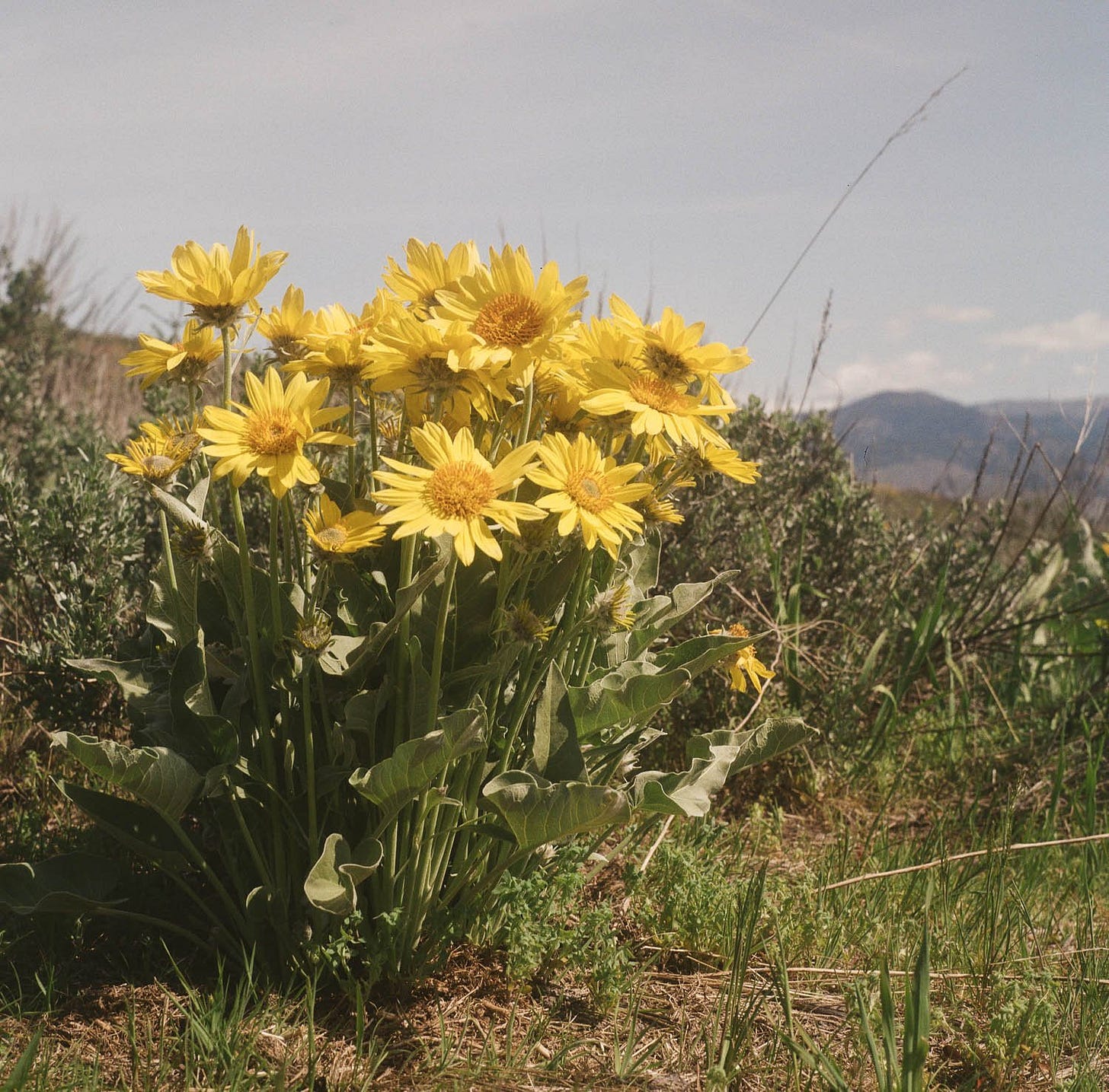 Balsam Root on Film