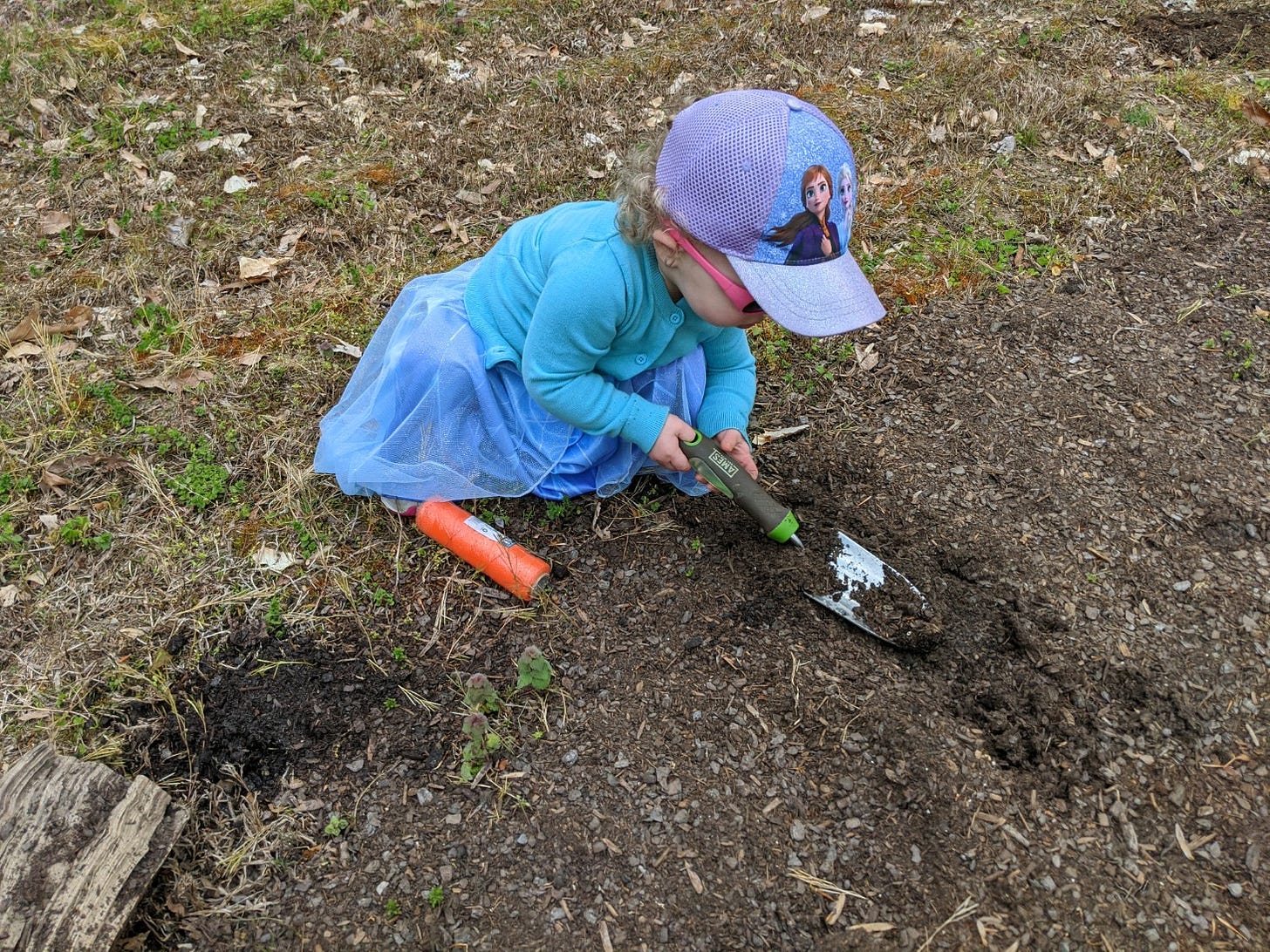A toddler girl digs in a garden